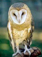 barn_owl.jpg