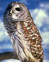 barred_owl.jpg