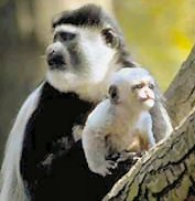 colobus_monkey.jpg