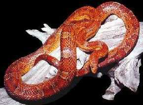 cornsnake.jpg