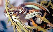 garter_snake.jpg