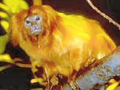 golden_lion_tamarin.jpg