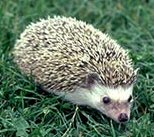 hedgehog.jpg