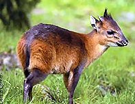 red_flanked_duiker.jpg