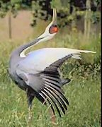 white_naped_crane.jpg