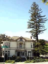 Giant Redwood